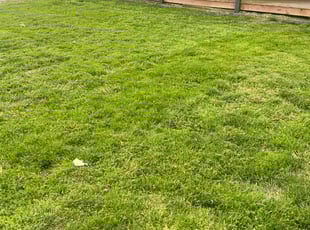 David B.'s turf care service result