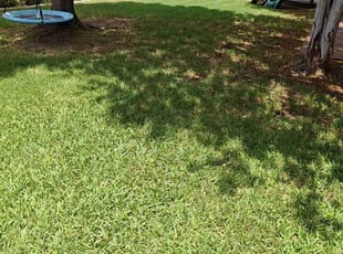 Adam G.'s grass maintenance service result