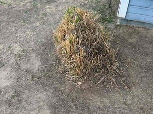 Steve T.'s Bush Trimming service result