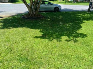 Martina M.'s turf care service result