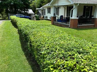 Kenneth B.'s Bush Trimming service result