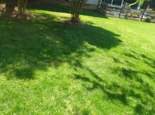 Victor C.'s grass cutting service result