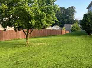 Noel M.'s turf care service result