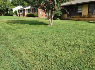 Dammeon R.'s grass maintenance service result