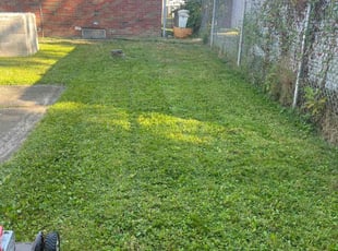 Tanicqua N.'s lawn service service result