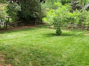 Kevin S.'s grass maintenance service result