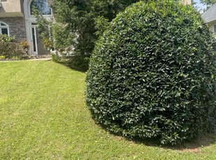 Florence R.'s Bush Trimming service result