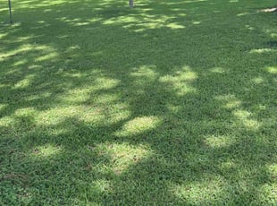 Ivey T.'s lawn care services service result