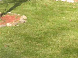 Kerri C.'s turf maintenance service result