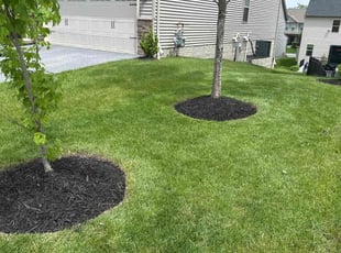 Curtis L.'s Mulching service result