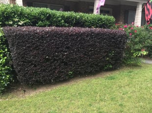 Theresa D.'s Bush Trimming service result
