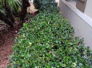 James B.'s Bush Trimming service result