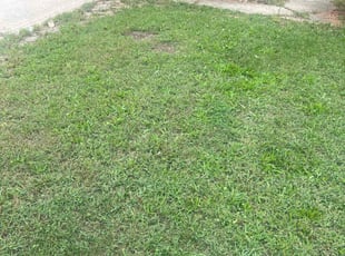 Barbara W.'s grass cutting service result