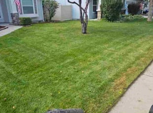Leon E.'s grass maintenance service result