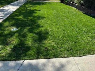 Nancy T.'s lawn maintenance service result