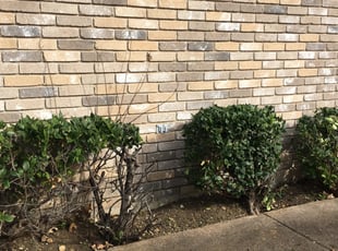 Cheston H.'s Bush Trimming service result