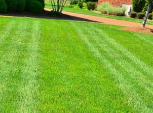 Chris G.'s lawn care service result