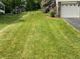 Marianna O.'s turf care service result
