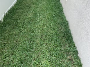 Mike A.'s Bush Trimming service result