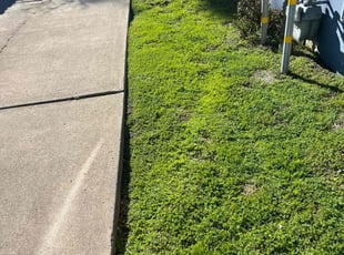 Jessica R.'s Bush Trimming service result
