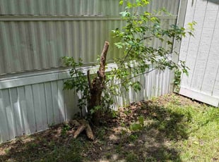 Angela J.'s Bush Trimming service result