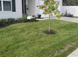 Deanna N.'s turf maintenance service result