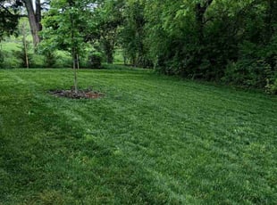Sherry K.'s lawn care service result