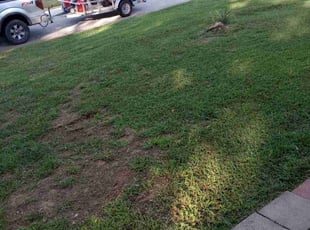 Carmela M.'s lawn care services service result