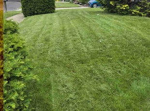 Jennifer G.'s lawn care services service result