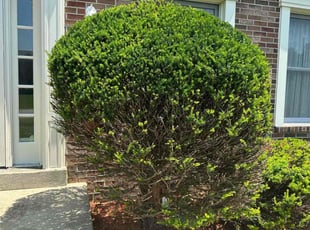 Jeffery S.'s Bush Trimming service result