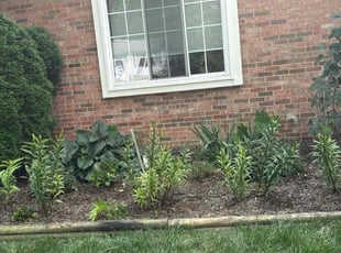 Robin T.'s Bush Trimming service result