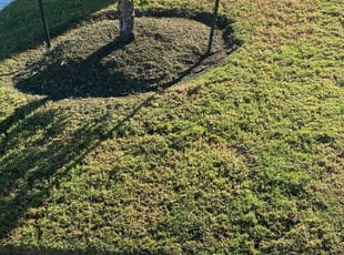 Deborah H.'s lawn care service result