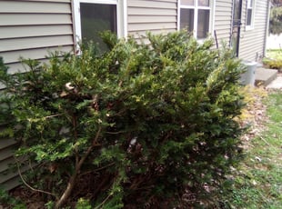 Brenda N.'s Bush Trimming service result