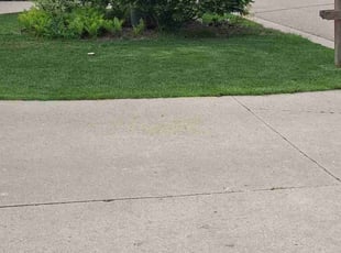 Cynthia P.'s grass maintenance service result