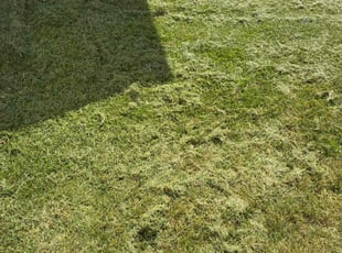 Maurice B.'s turf care service result