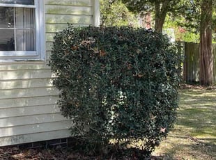 Marie C.'s Bush Trimming service result