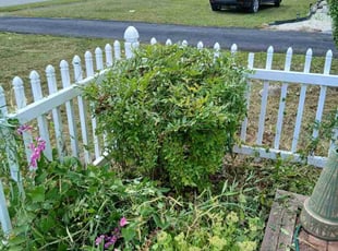 Candace C.'s lawn maintenance service result