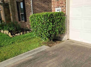 Tennille E.'s Bush Trimming service result