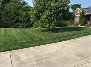 Madeline H.'s lawn care services service result