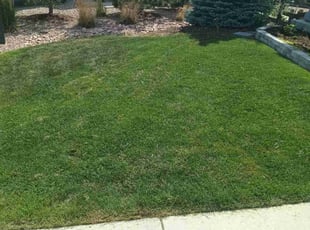 Patricia N.'s turf care service result