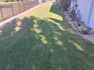 Albert V.'s turf maintenance service result
