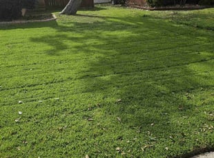 Guerlande J.'s lawn care services service result
