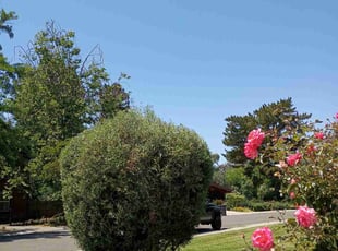 Paige V.'s Bush Trimming service result
