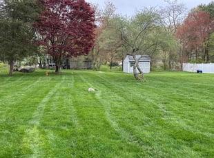 Kenneth M.'s grass cutting service result
