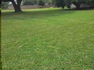 Cynthia C.'s lawn maintenance service result
