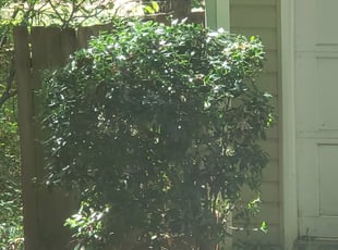 Mary T.'s Bush Trimming service result