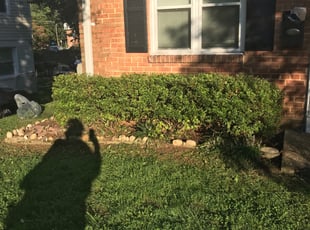Jamar H.'s Bush Trimming service result
