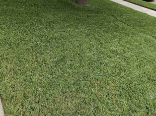 Bala K.'s turf maintenance service result