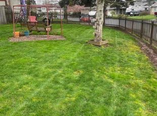 Alex M.'s lawn service service result