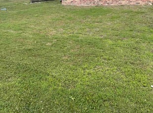 Vanessa M.'s grass cutting service result
